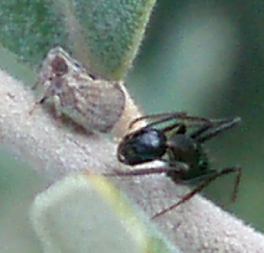 Hysteropterum sp. - Issidae